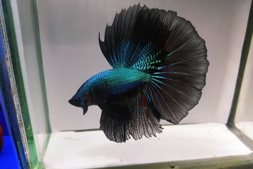 black orchid betta fish