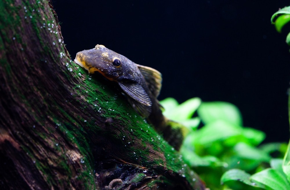 black pleco fish