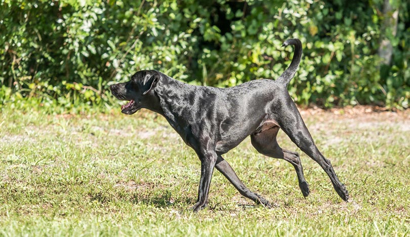 black short haired labrador retriever mix running