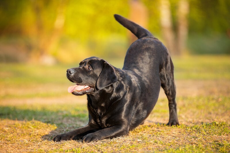 black dog labrador retriever adult purebred lab in spring summer green park doing dog tricks bow reverence invite to play on the grass in sunshine