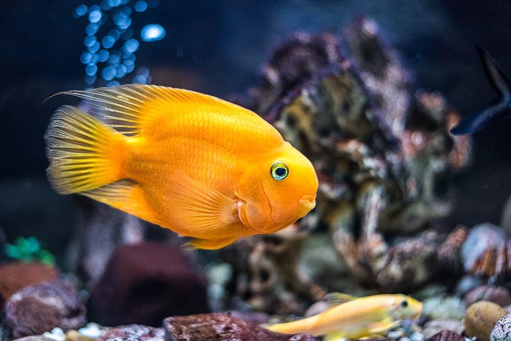 blood parrot cichlid