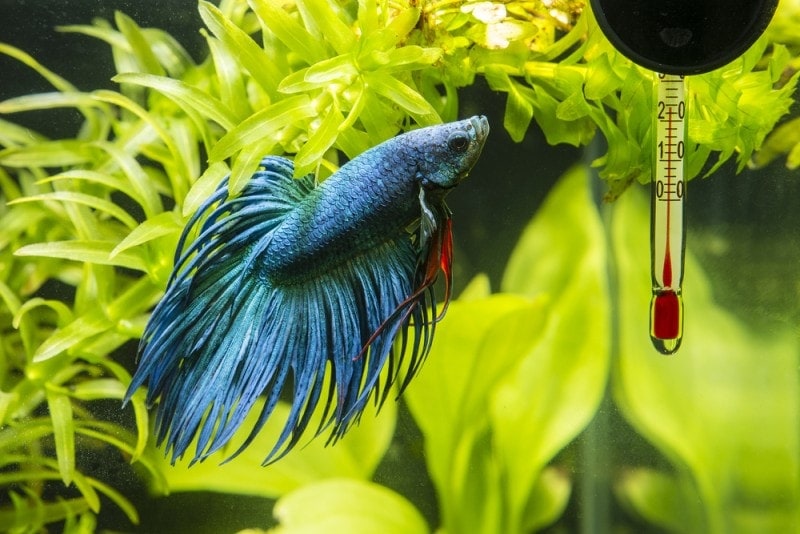 blue betta fish in aquarium