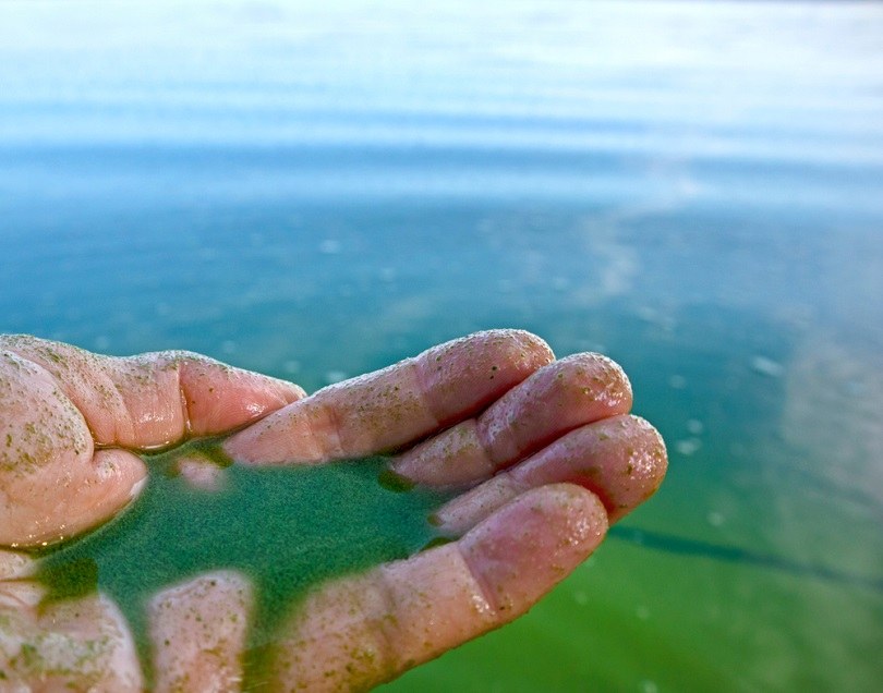 blue-green-algae_mivod_shutterstock