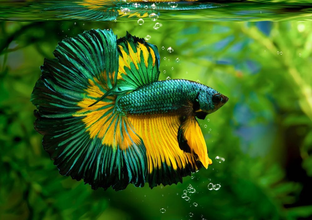 Cá xiêm nhiều màu(Rosetail)(halfmoon),cá đá,Betta splendens,trên nền thiên nhiên