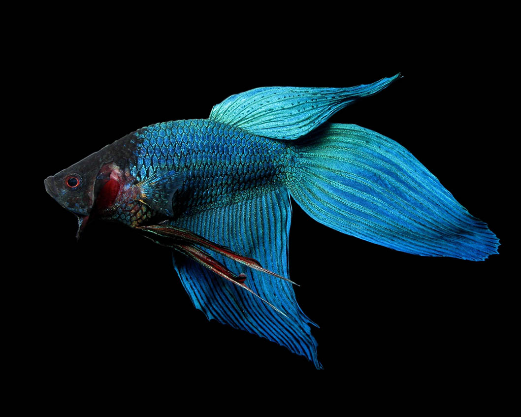 Un betta veiltail mâle bleu 