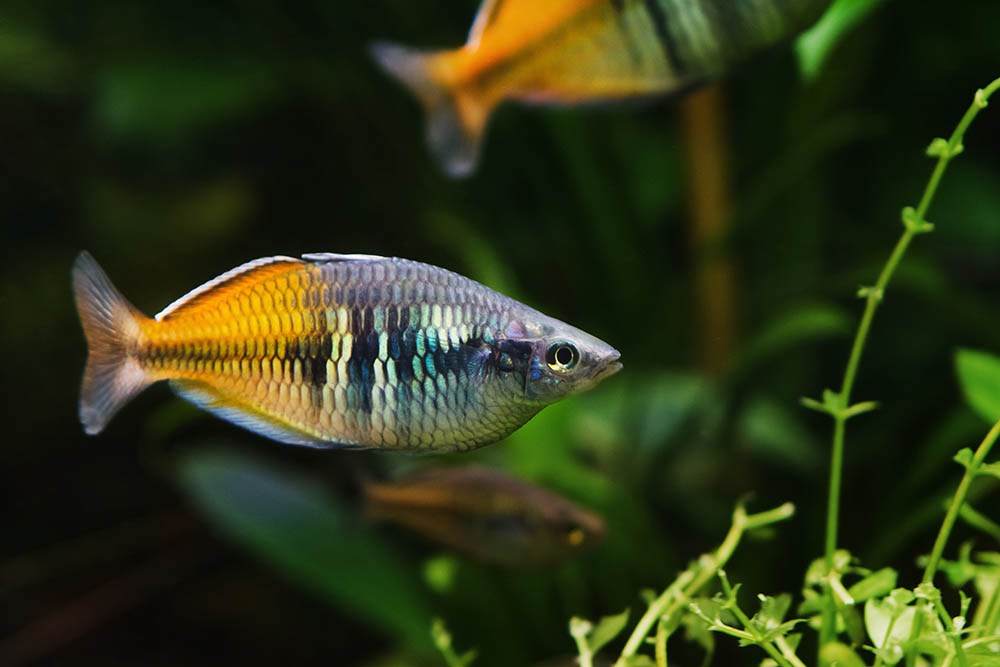 Boeseman's rainbowfish