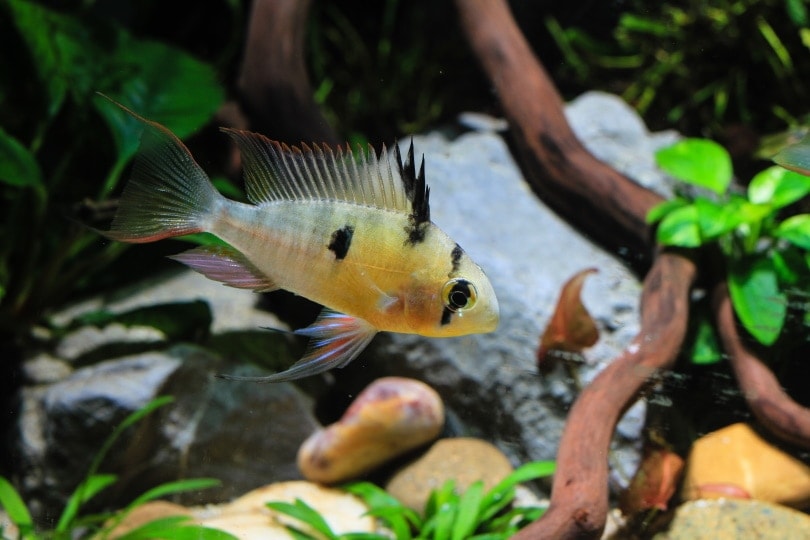 bolivian ram cichlid in aquarium
