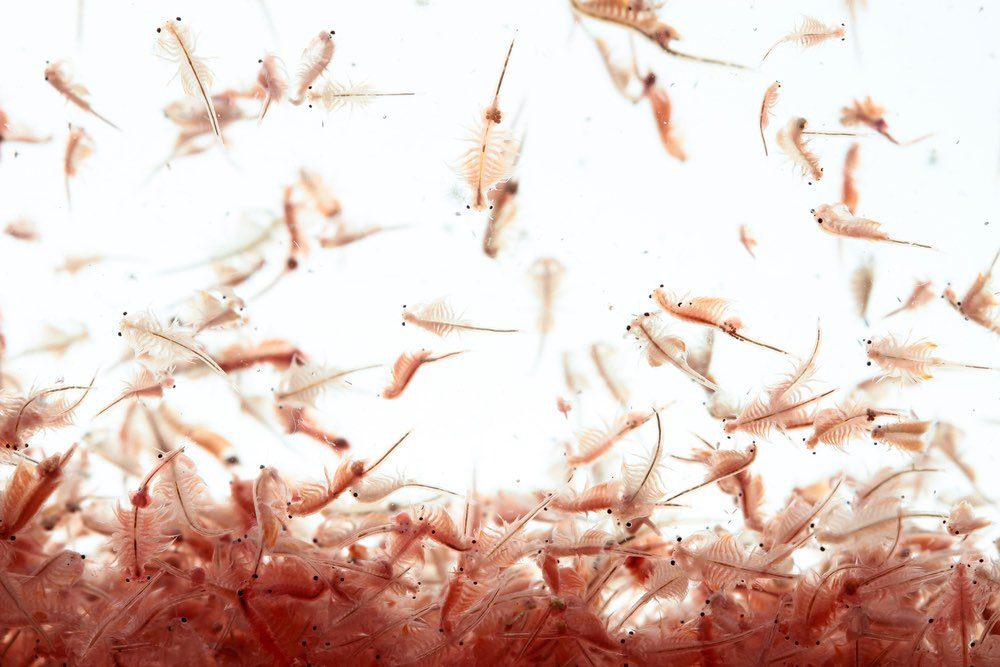 Feeding brine on sale shrimp to fish