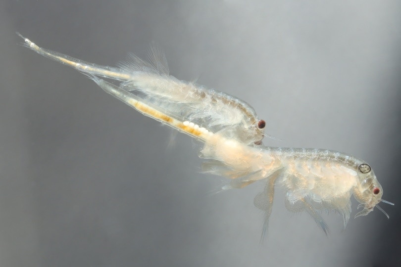 brine shrimp