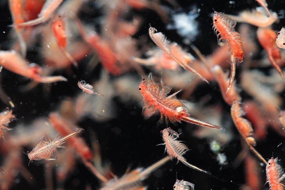 brine shrimps in a tank