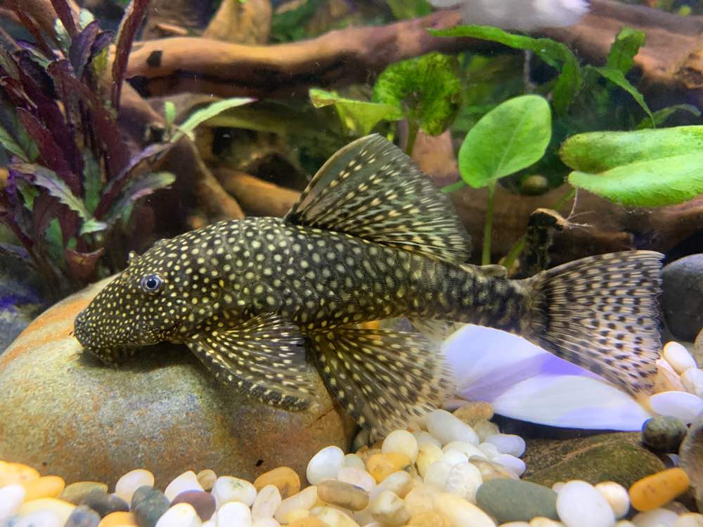 bristlenose pleco with plants in aquarium