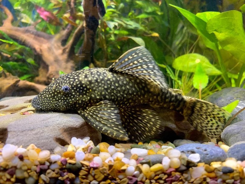 Bristlenose Plecos inside aquarium