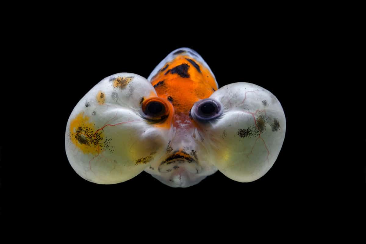 Amateur fisherman hospitalized after eating extremely poisonous fish Fox News