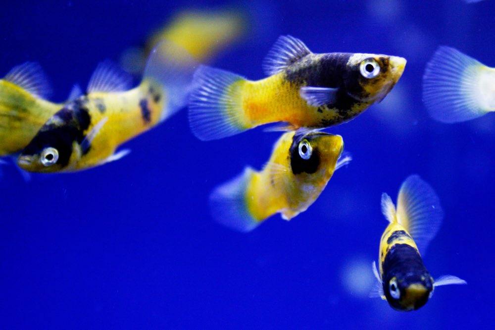 Bumble Bee Platy - Tropical Fish - Yellow - School of fish