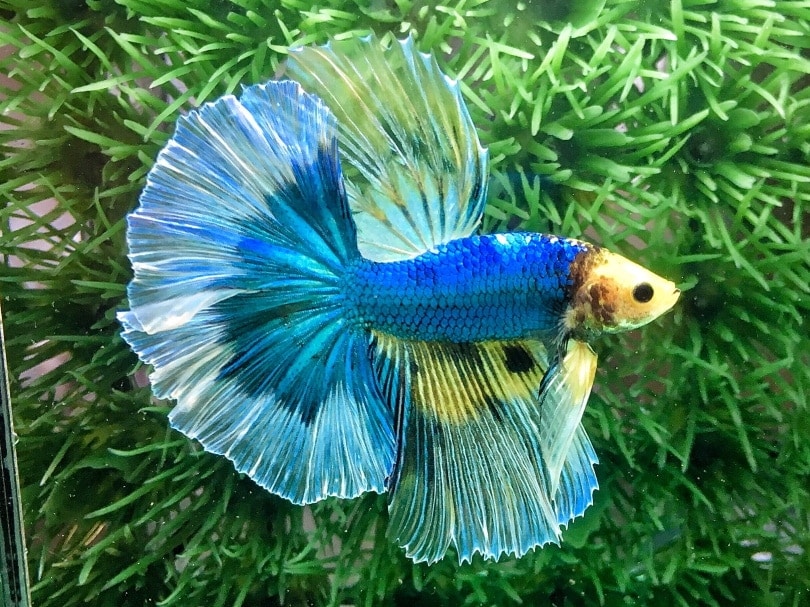 butterfly betta in aquarium