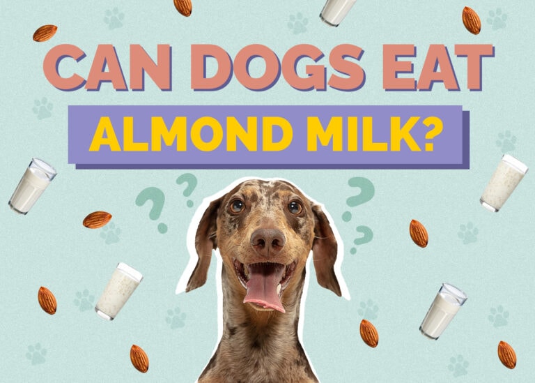 Can Dogs Have Almond Milk? VetReviewed Risks, Facts & Tips Hepper