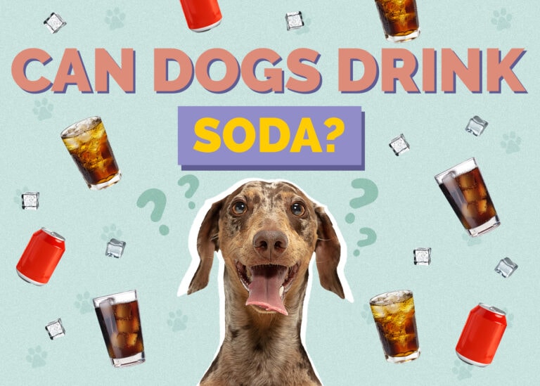 Can Dogs Drink Soda? VetReviewed Risks, Facts & Safety Guide Hepper