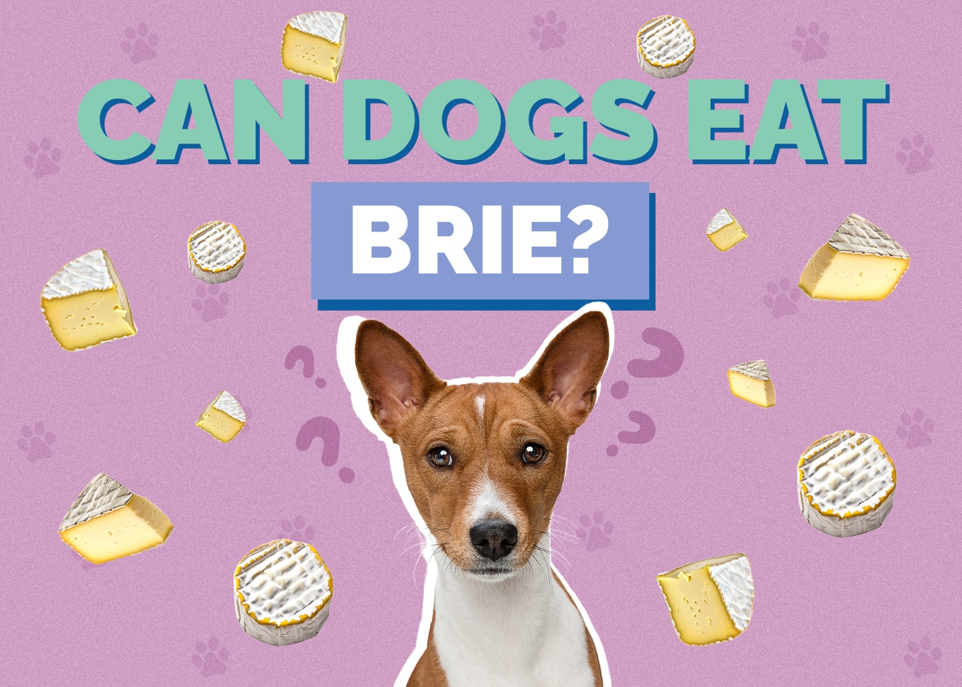 Can Dogs Eat Brie