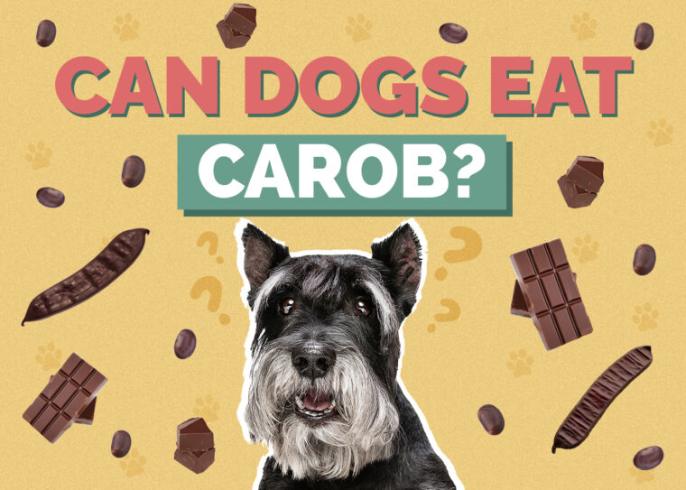 Can Dogs Eat Carob? How Healthy Is It? Hepper