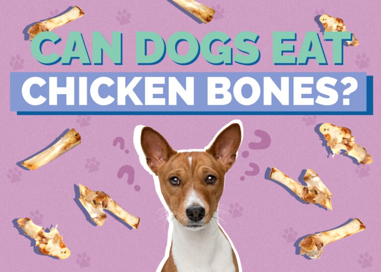 Can i feed chicken bones to my dog Clearance