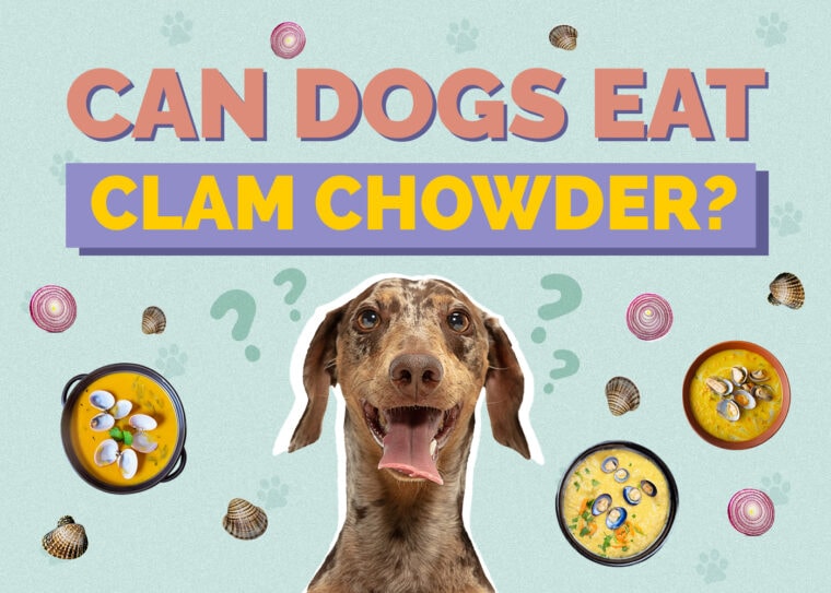 Can Dogs Eat Clam Chowder? Vet Approved Facts Hepper