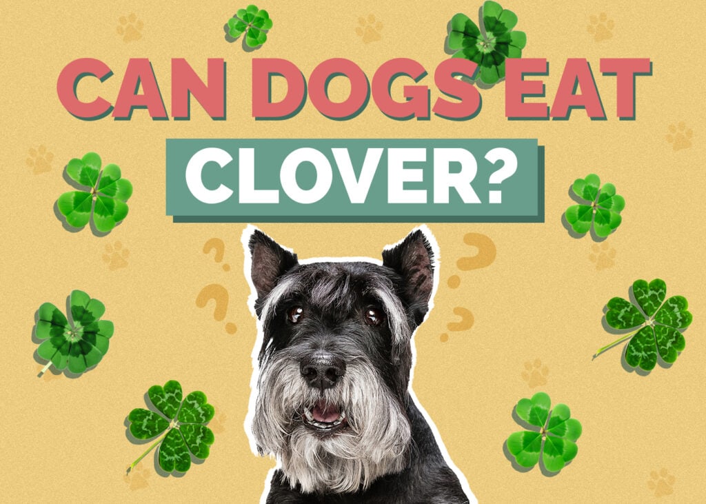 Can Dogs Eat Clover