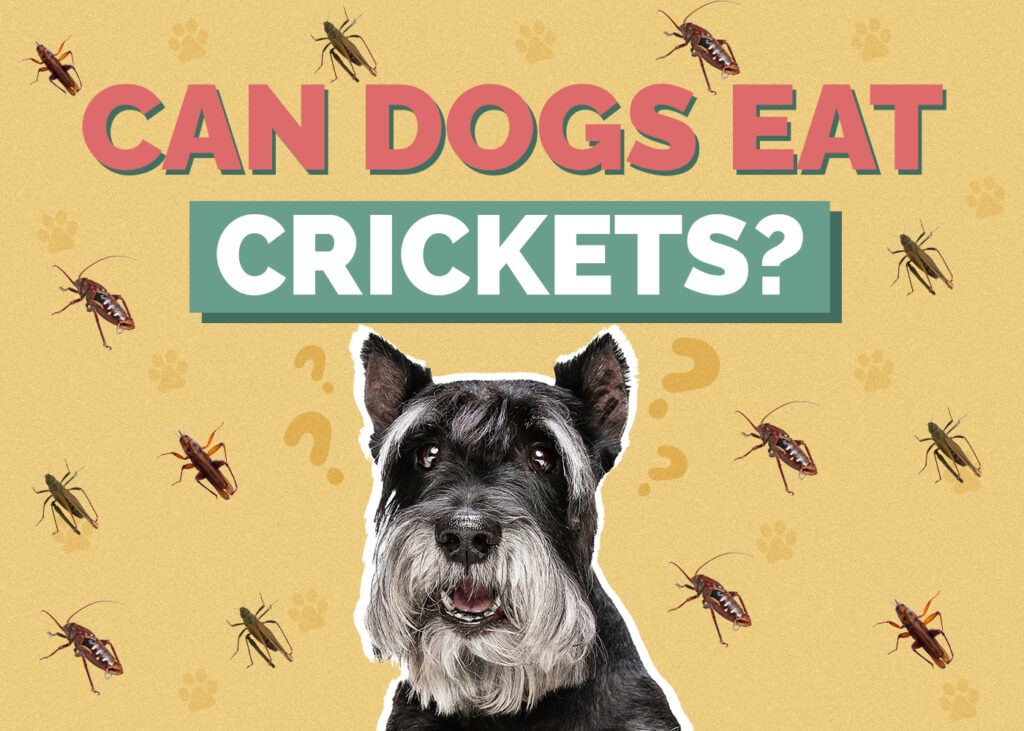 Can Dogs Eat Crickets? What Science Says! Hepper