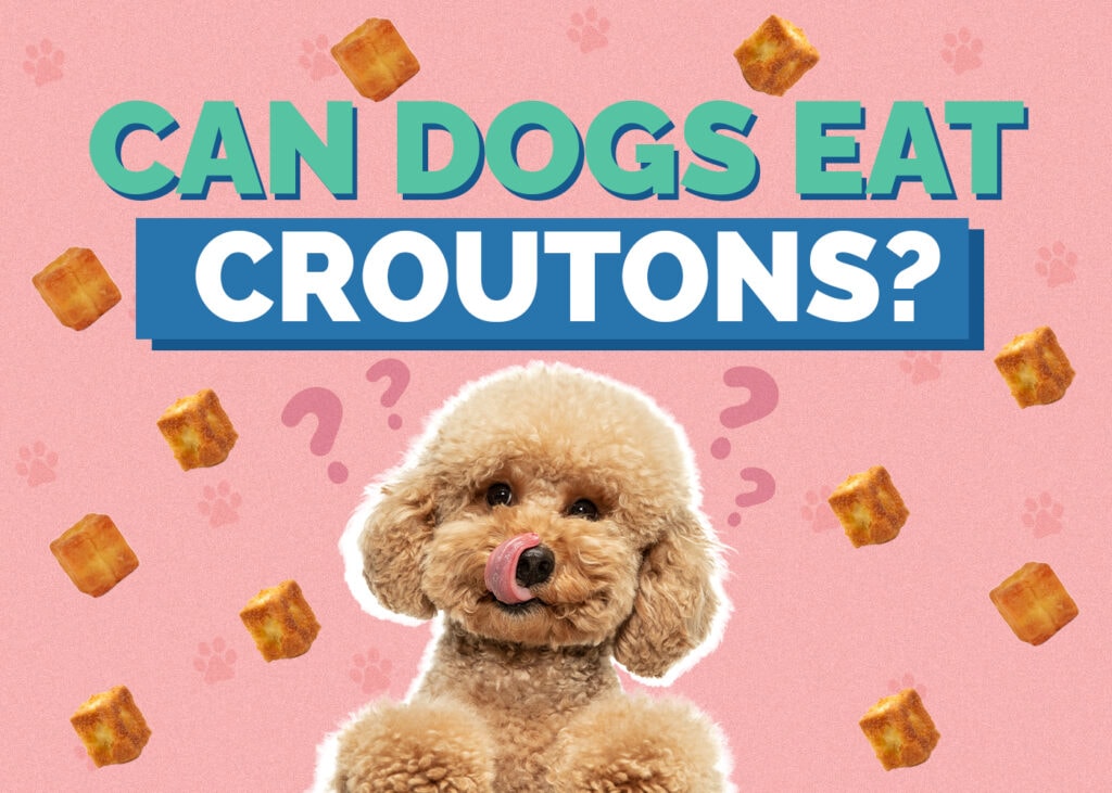Can Dogs Eat Croutons
