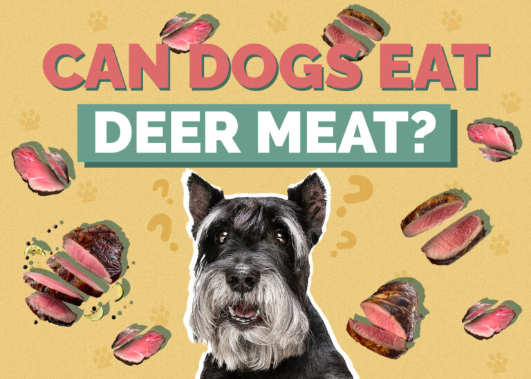 can-dogs-eat-deer-meat-vet-reviewed-facts-faq-hepper