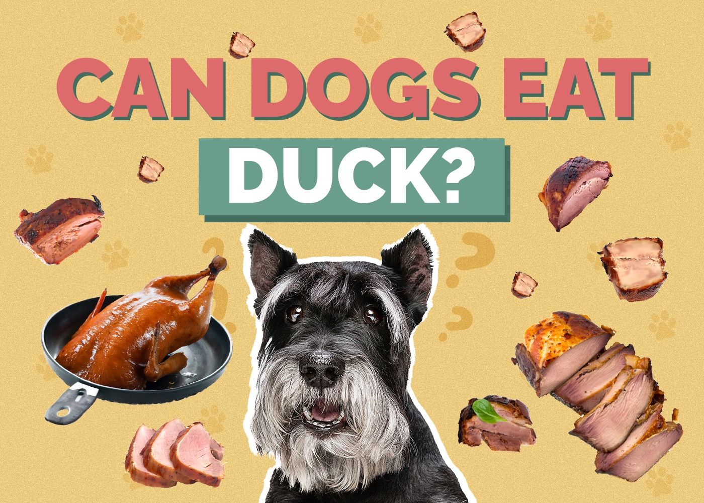 Can Dogs Eat Duck Vet Reviewed Facts FAQ Hepper