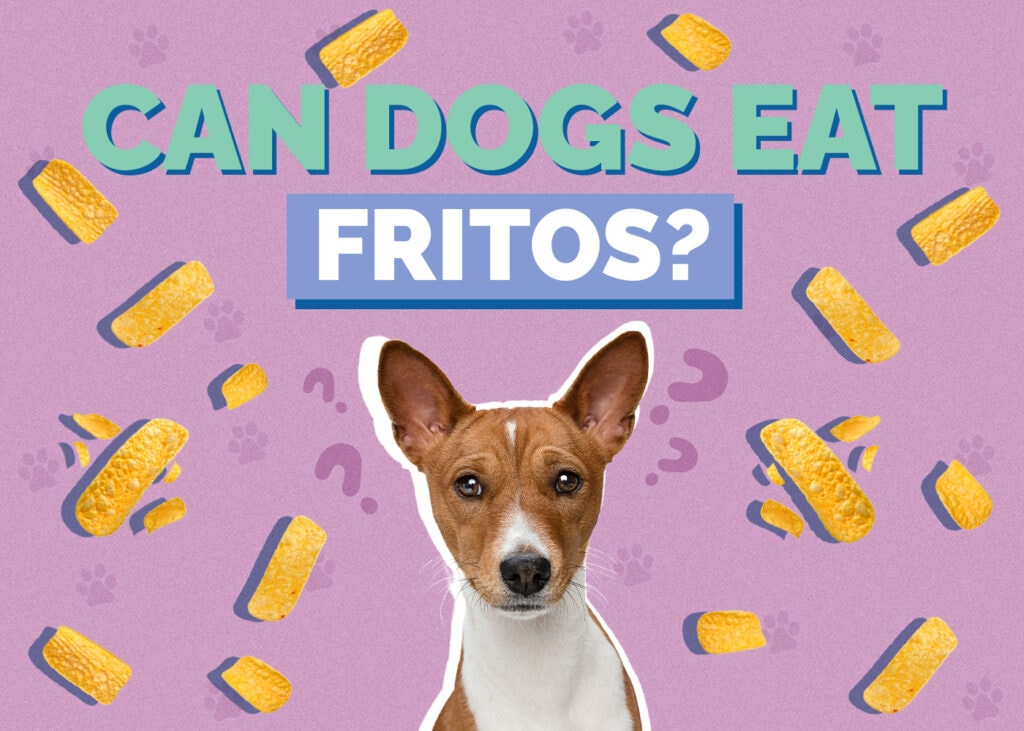 Can Dogs Eat Fritos