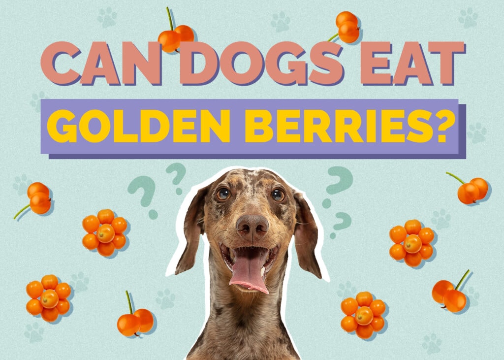 Can Dogs Eat Golden Berries