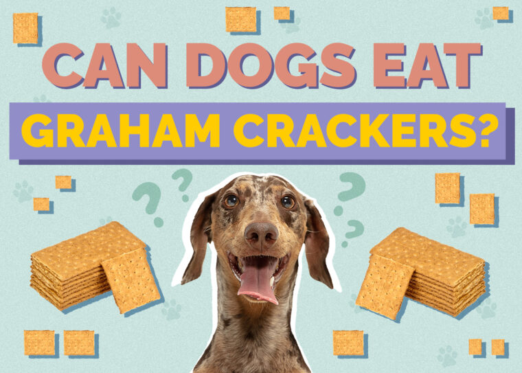 Can Dogs Eat Graham Crackers? Nutrition Facts & Safety Guide Hepper