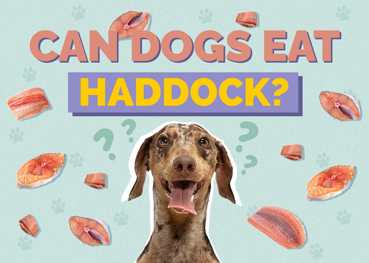 Can Dogs Eat Haddock