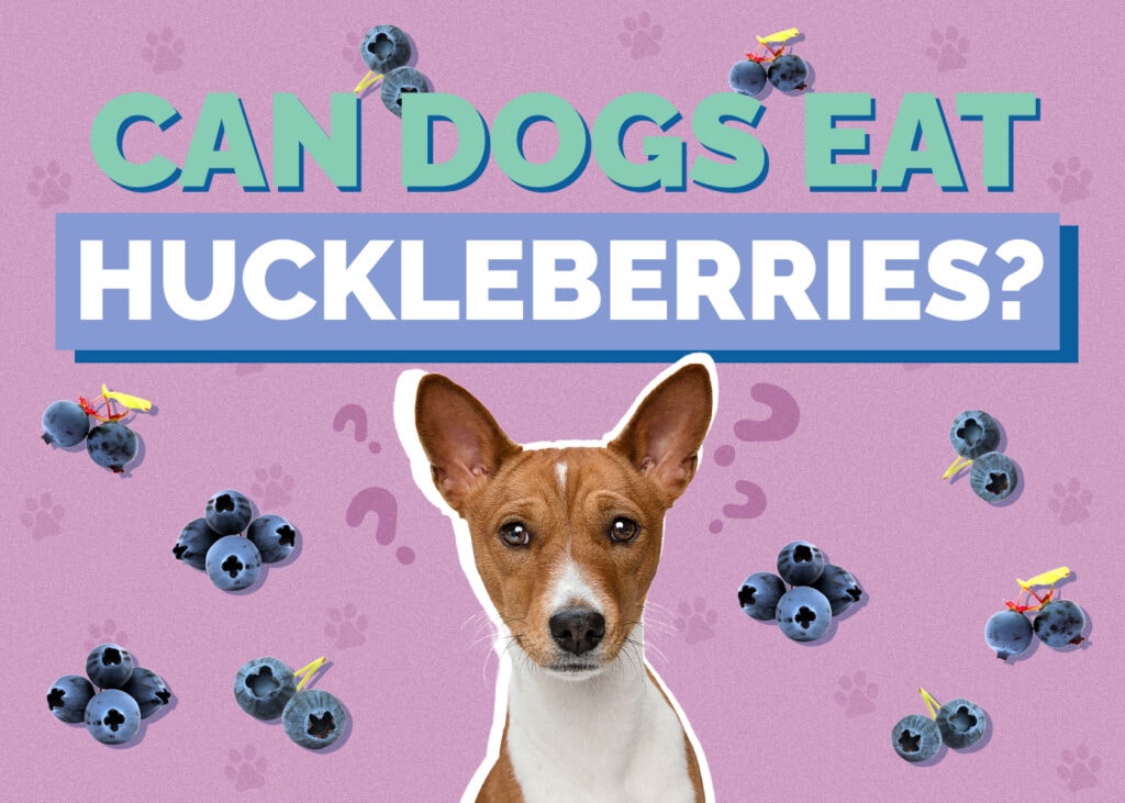 Can Dogs Eat Huckleberries