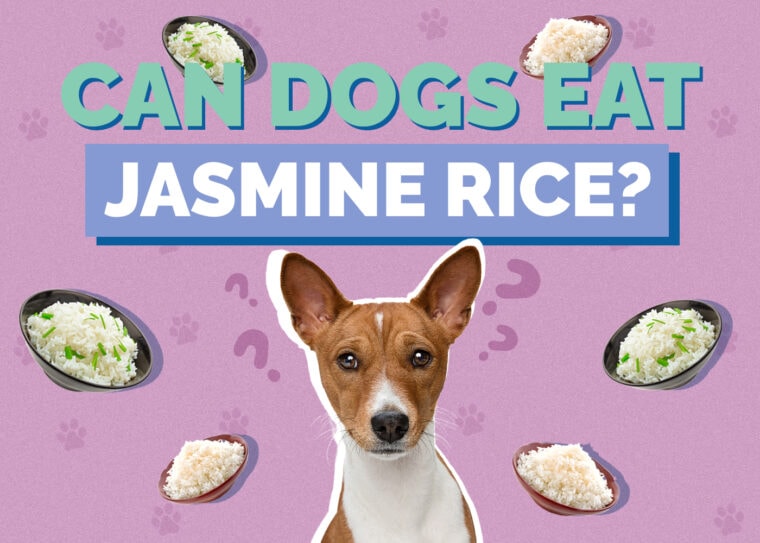 Can Dogs Eat Jasmine Rice? VetApproved Facts & FAQ Hepper