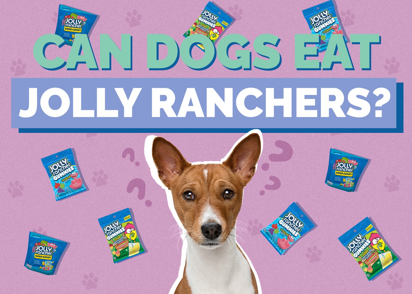 Can Dogs Eat Jolly Ranchers