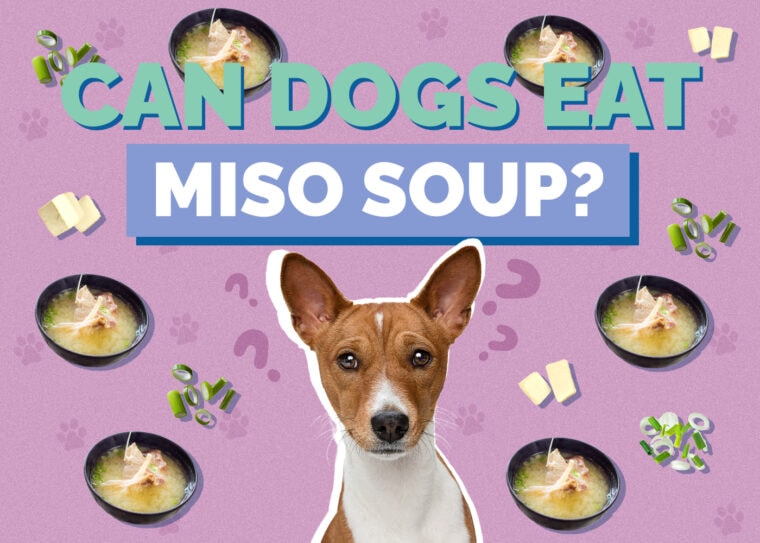 Can Dogs Eat Miso Soup? VetApproved Health Review Hepper