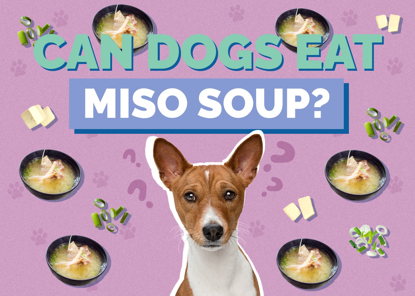 Can Dogs Eat Miso Soup
