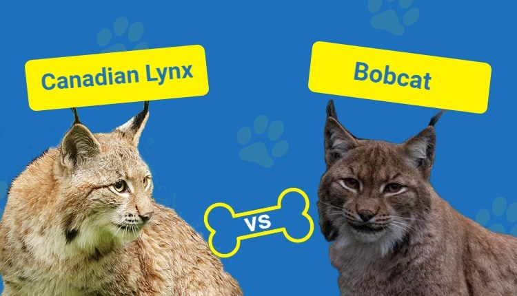 canadian lynx vs bobcat