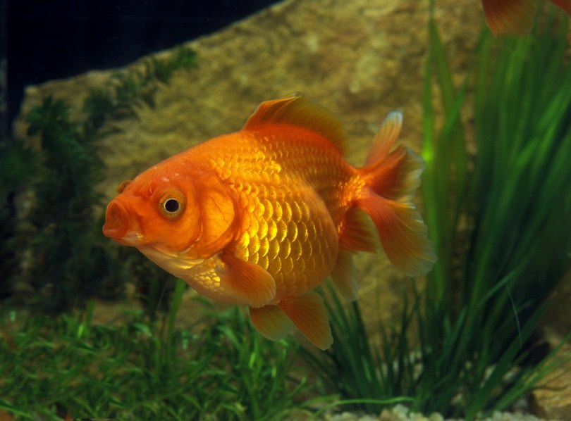 carassius auratus_slowmotiongli_shutterstock