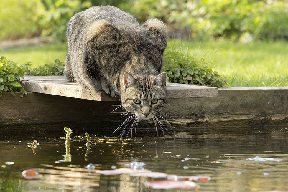 Cat at the edge of the pond