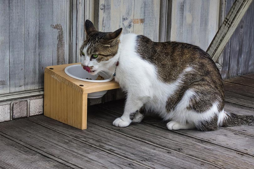 cat eating on porch