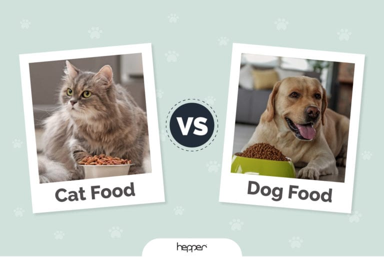 Cat Food vs. Dog Food Main Differences Explained Hepper
