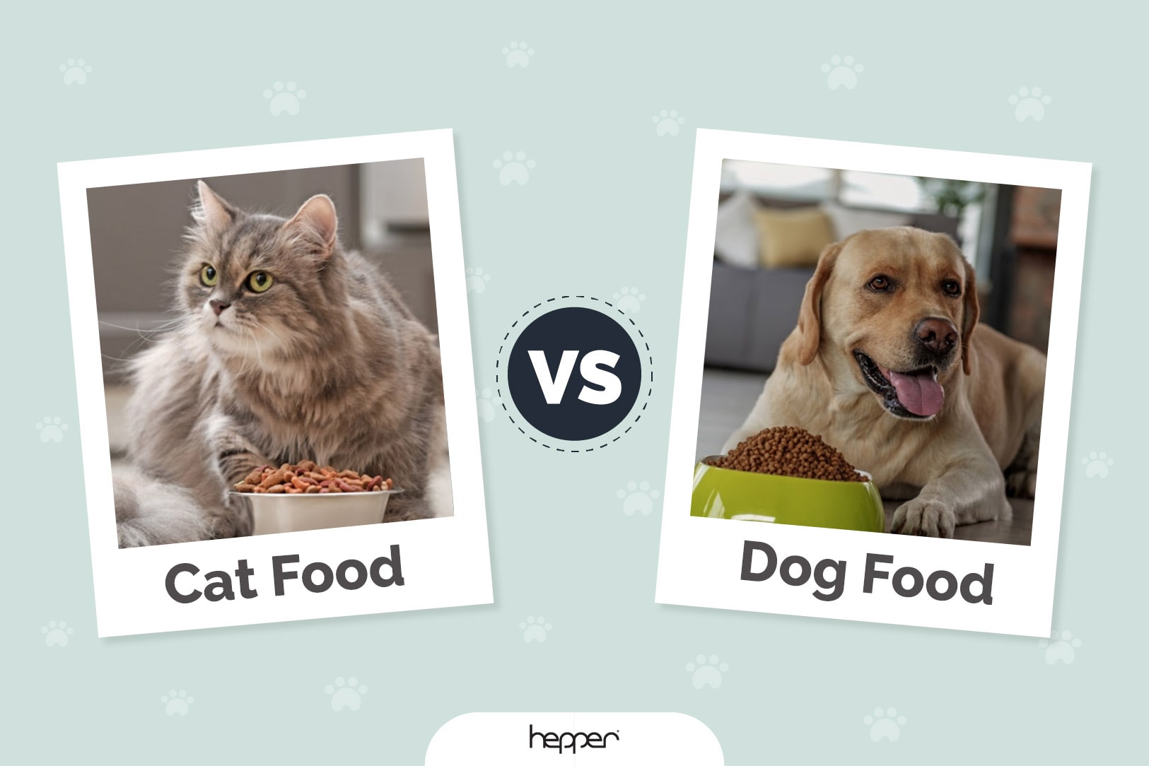 cat food vs dog food