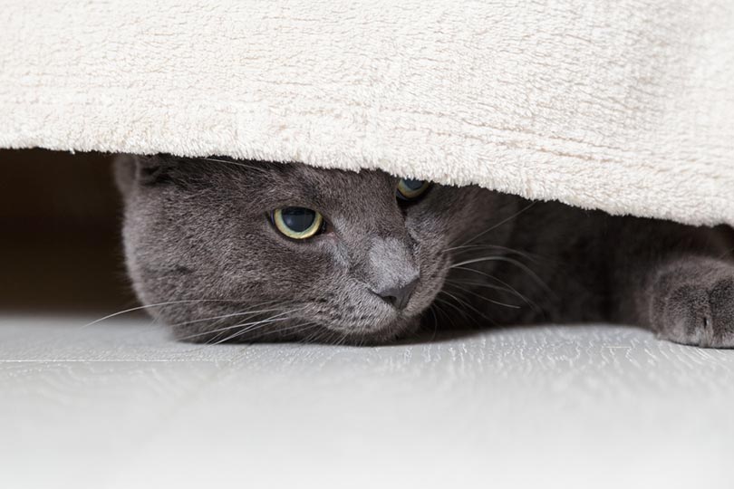 cat looking from under the bed
