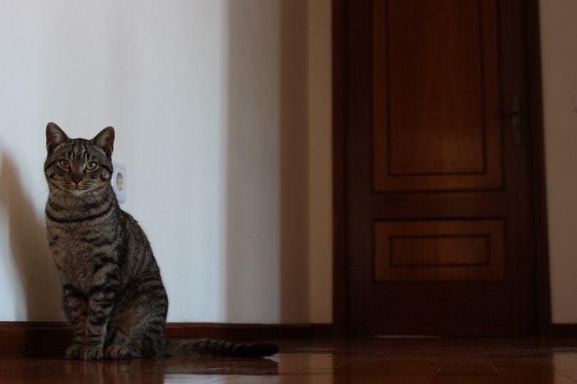 cat near closed door