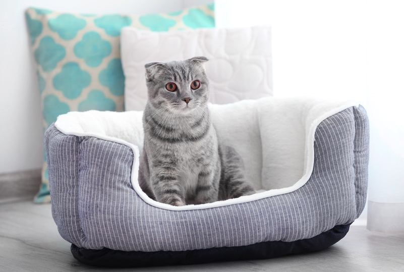 cat on a bolster bed at home
