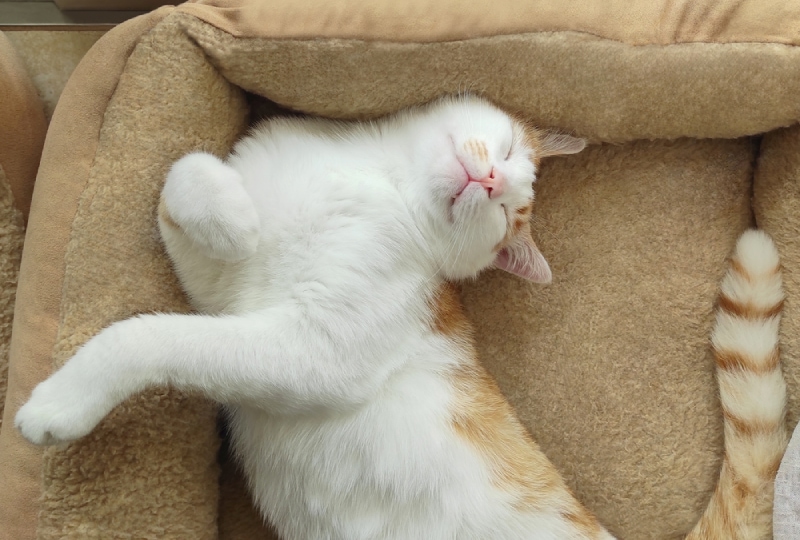 cat sleeping in a funny position on a big fluffy bed