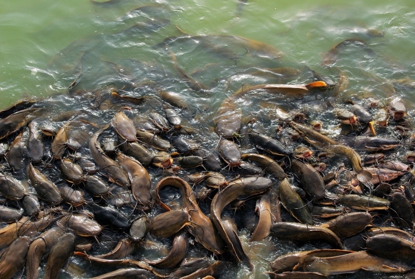 cá da trơn trong hồ